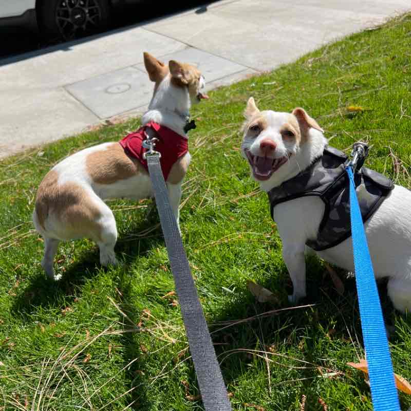 Ginger and Cinnamon Wed Apr 13