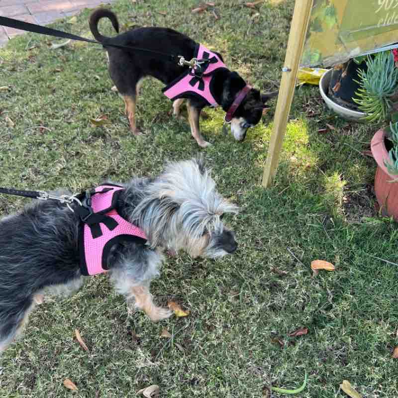 Harlem and Diva Tue Apr 5