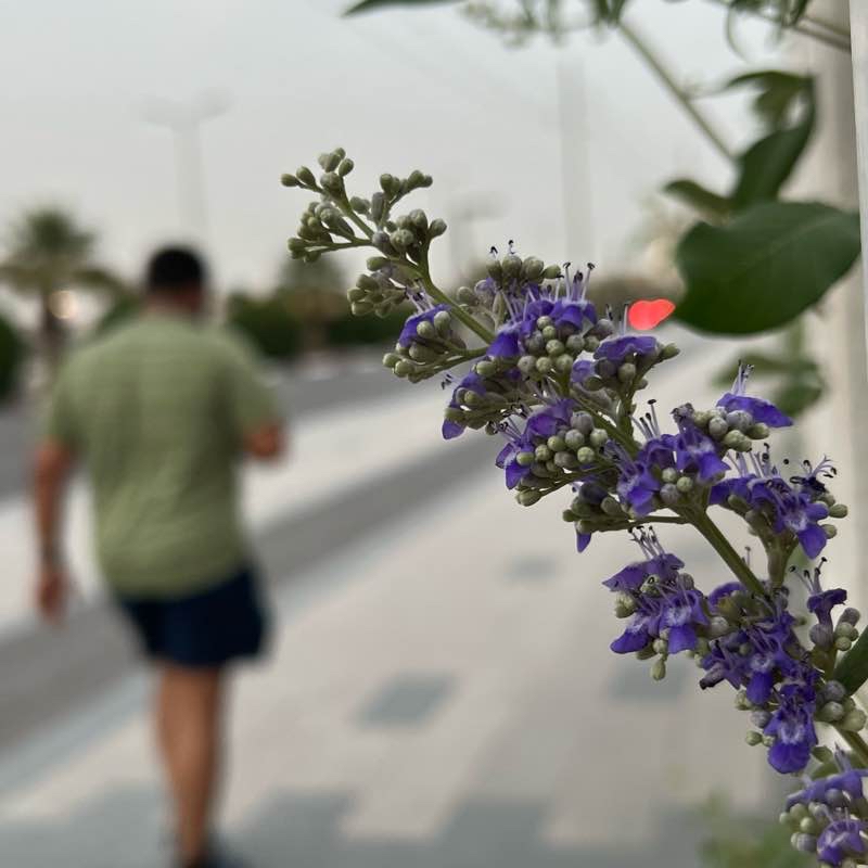 ممشى الأمانة