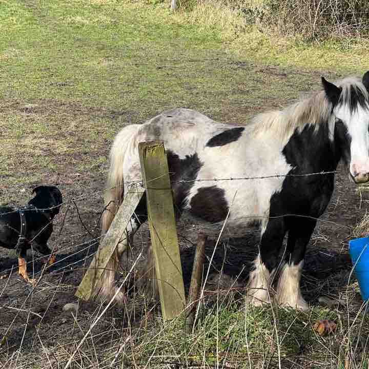 High Farm allotment Track