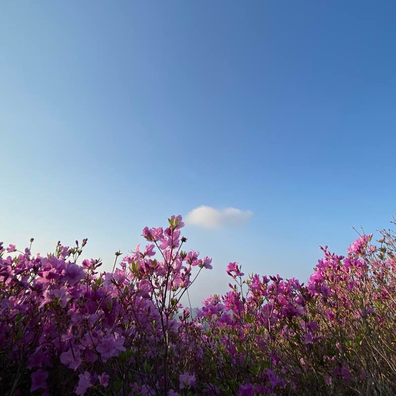 황매산 철쭉