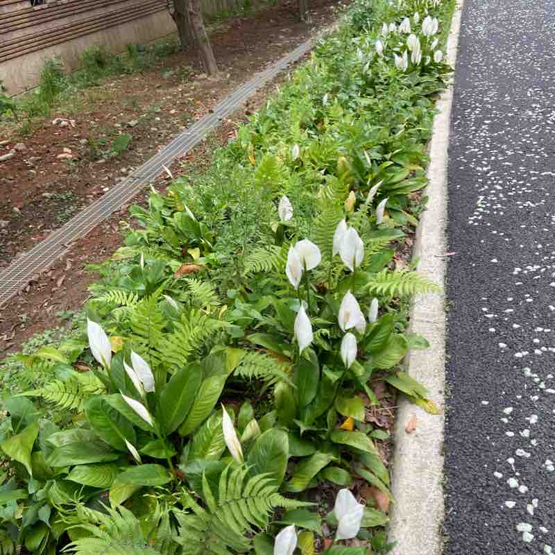 桃林鐵馬步道（桃園區-蘆竹區）