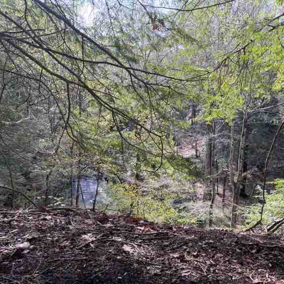 Nice quick woodland walk