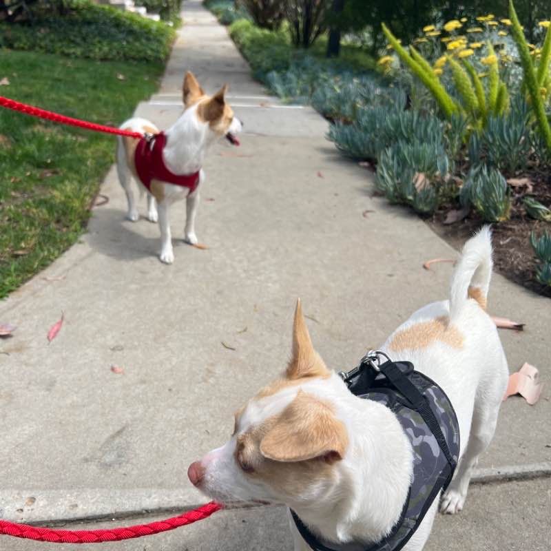 Ginger and Cinnamon Wed Jun 8