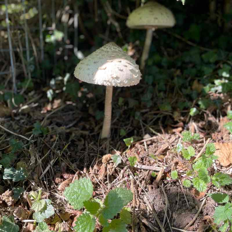 Ayot St. Lawrence to Wheathampstead