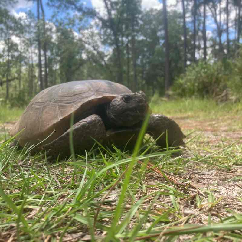 UNF-Golden Trail/Gopher Crossing