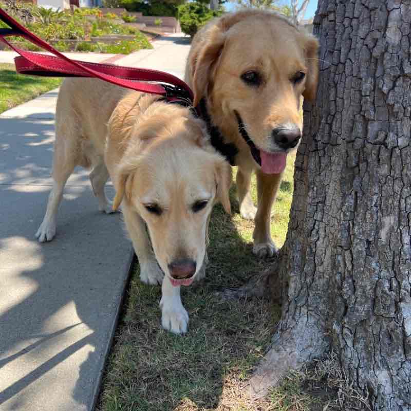 Nemo and Dory Thu Noon Jul 14