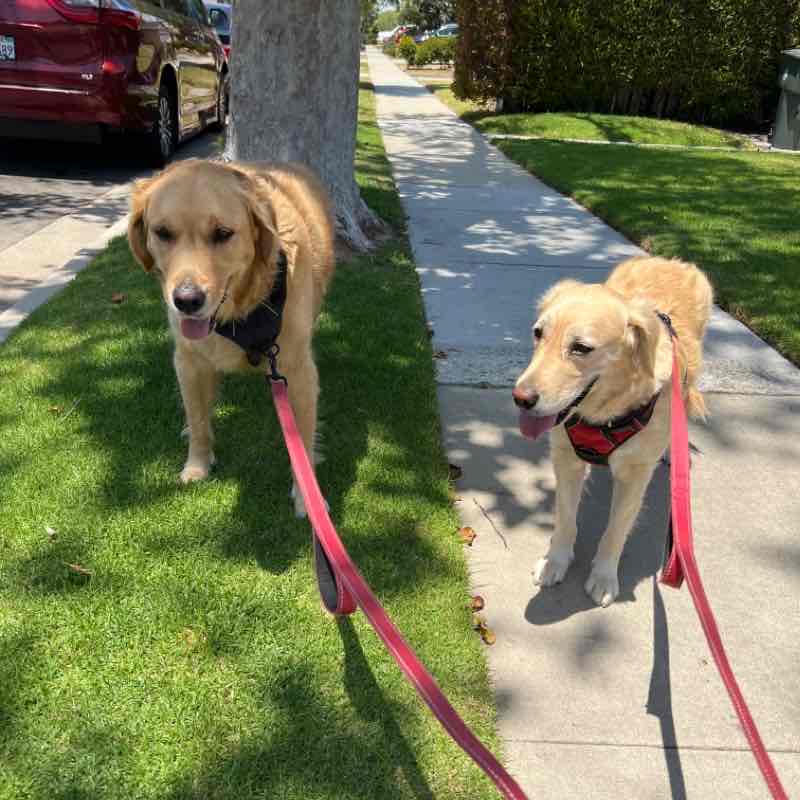 Nemo and Dory Mon Noon Jul 11