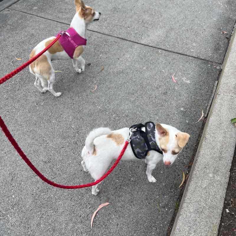 Ginger and Cinnamon Sun Jul 24