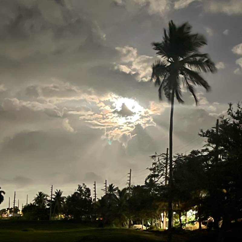Dorado del mar