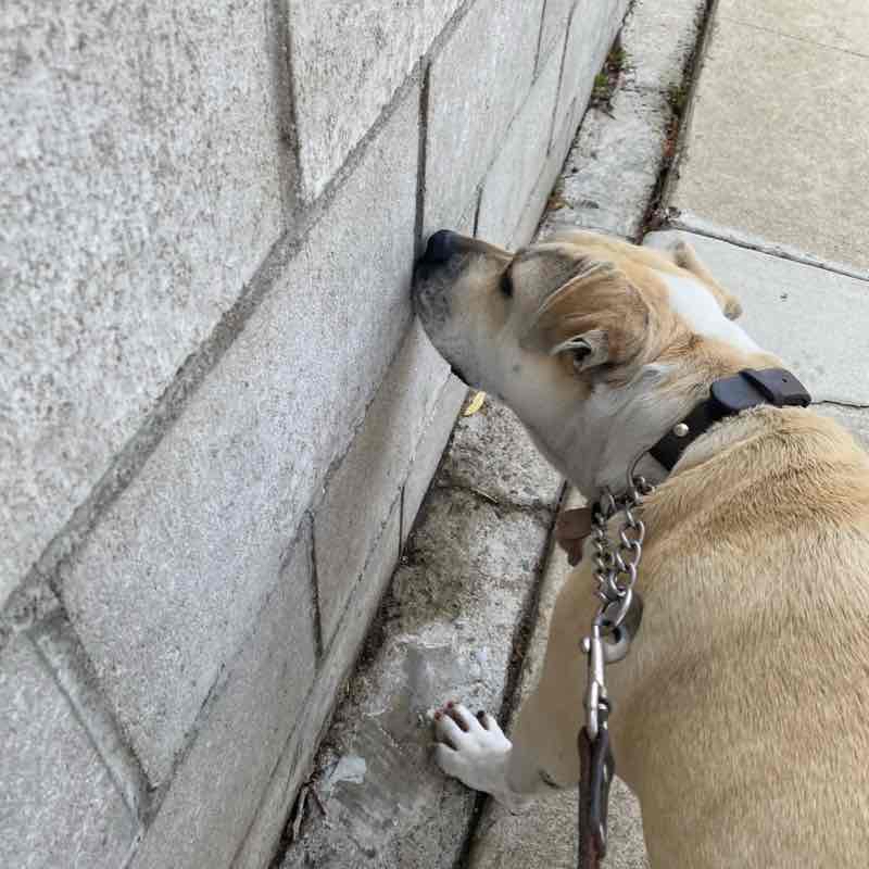 Ivy AM walk/ Wednesday July 13