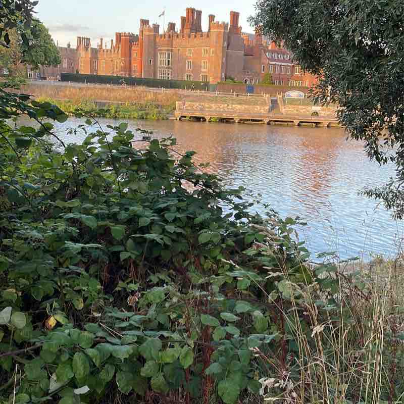 Hampton court walk