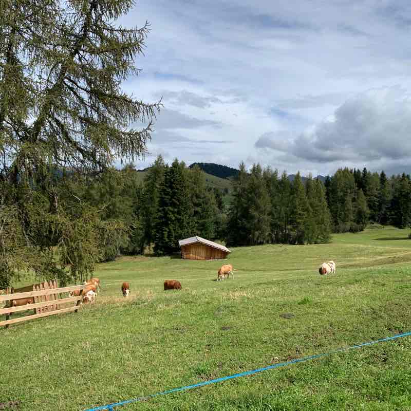 Malga Thune cabinovia Campaccio