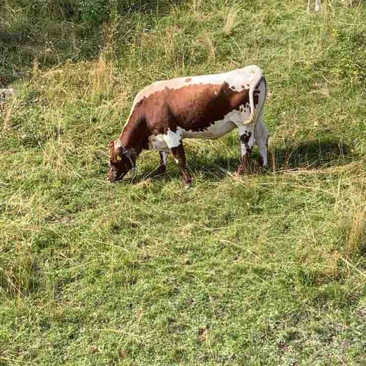 Malga Sanon / malga Ritsch