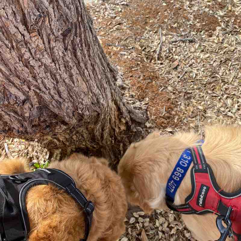 Nemo and Dory Thu PM Aug 25