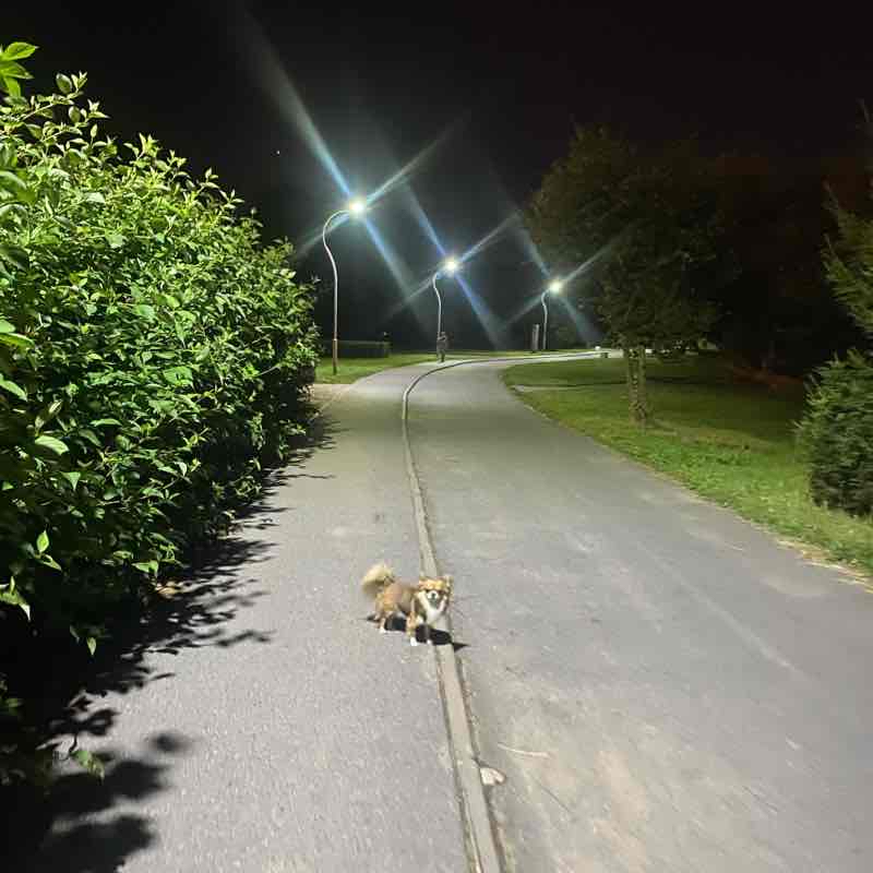 Муринский ручей