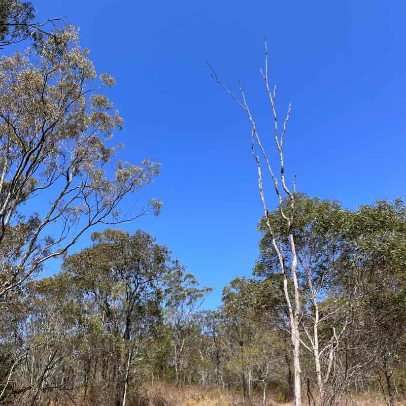 Anstead Reserve Circuit Walk