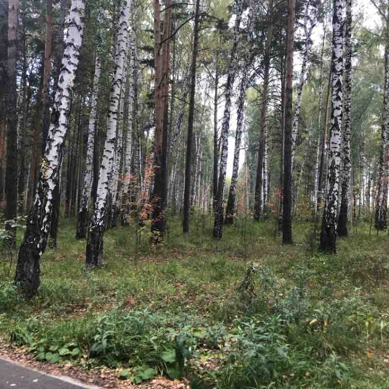 Лыже-роллерная трасса в Манин парке