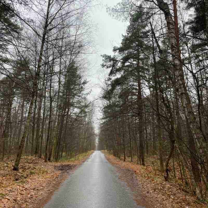 Прогулка по лесной аллеи