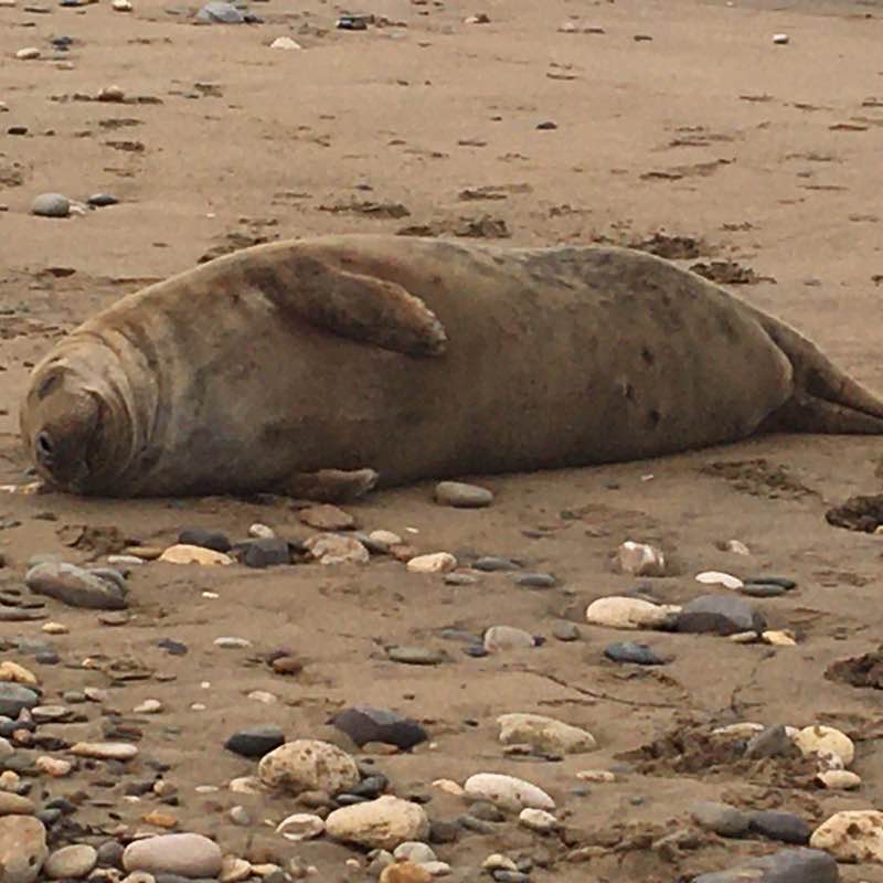 Nice beach walk with Memphis and Bella