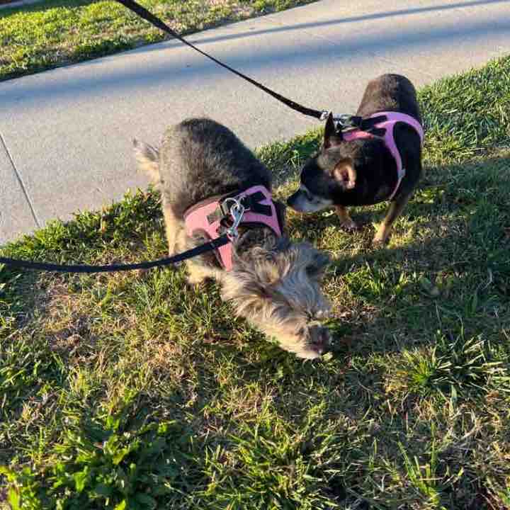 Harlem and Diva Fri AM Feb 10