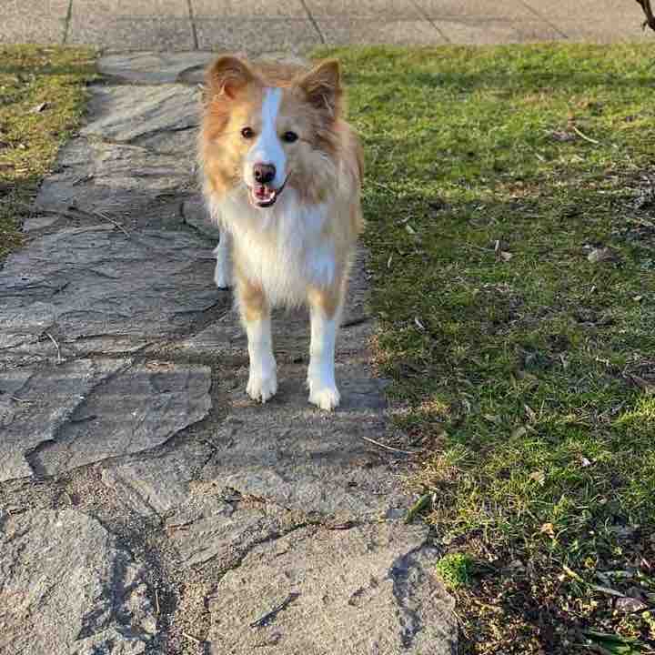 Vormittags-Lauf um den See ☀️ ❄️