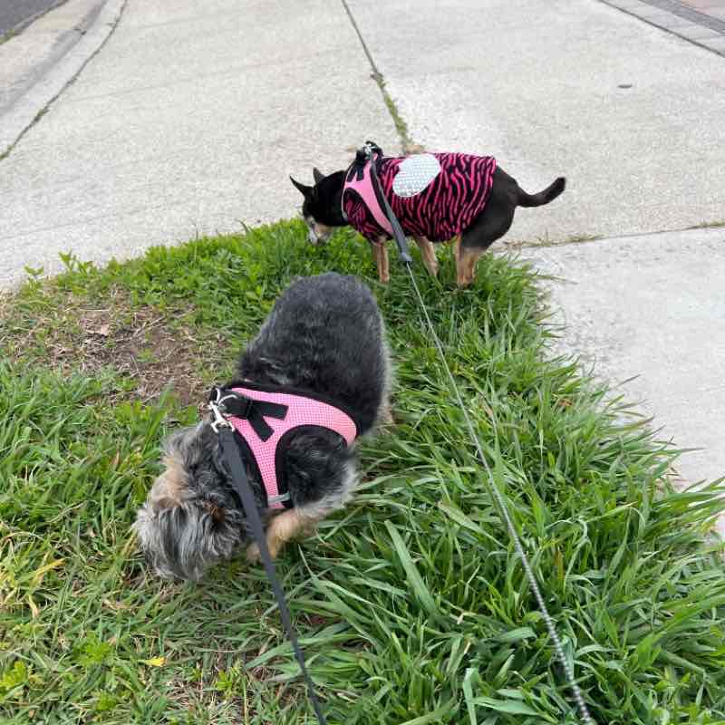 Harlem and Diva Sun AM Mar 5