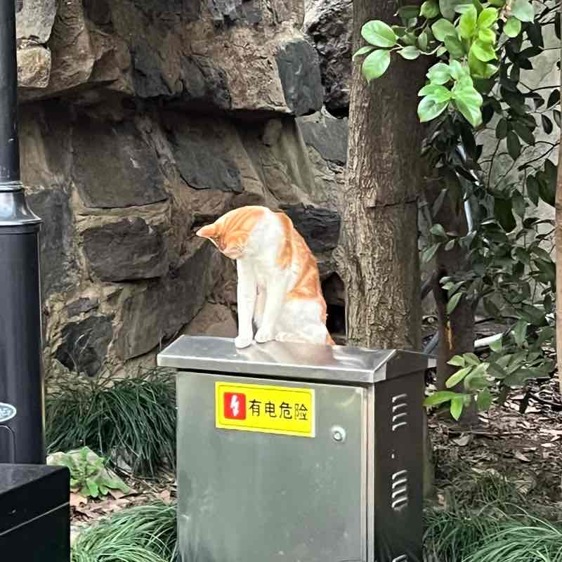 复兴公园好多猫猫🐱