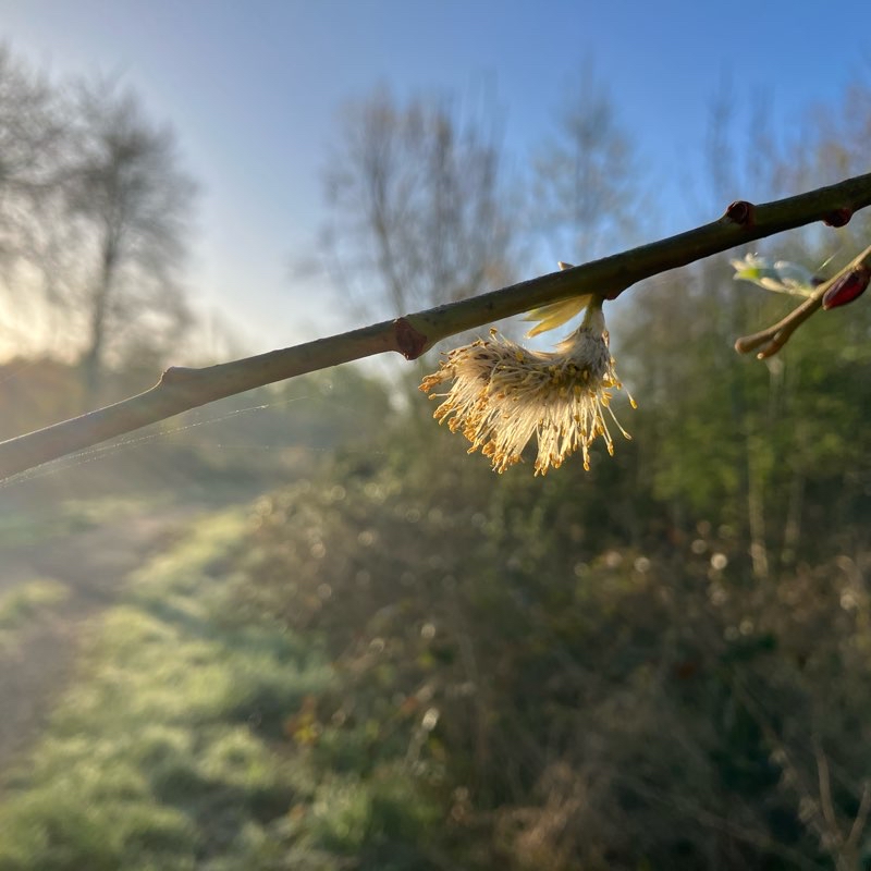 Oostvaarders