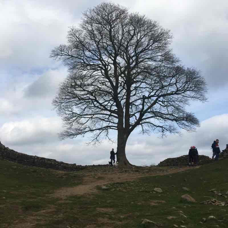 Sycamore gap