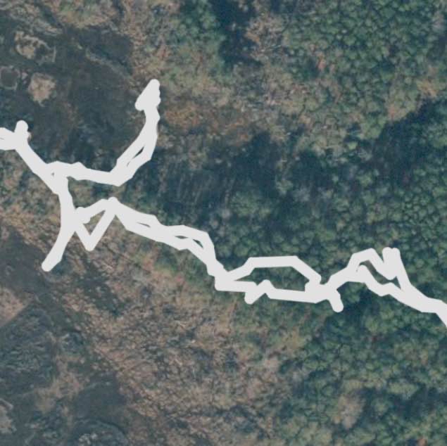 Life of the Forest Trail