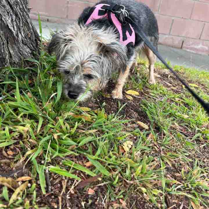 Harlem Sun AM Apr 30