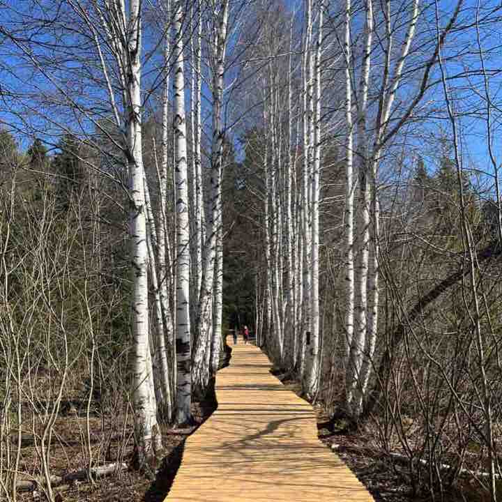 Лесная прогулка в Балатовском