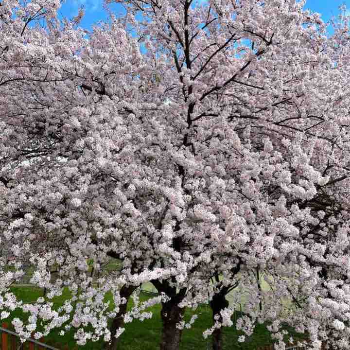 Marche au borde de la fleuve Vltava