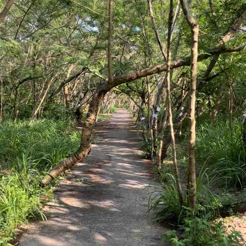 Ma Wan Forest