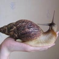 Улитка скороход!