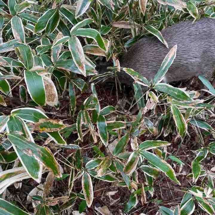 한라산 사라오름 진달래대피소