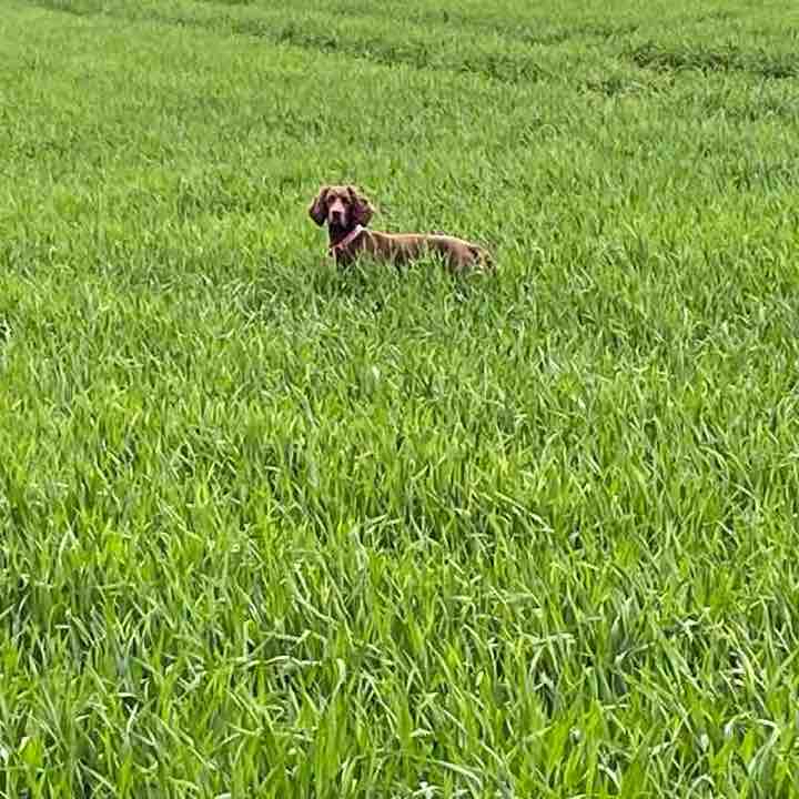 Chalford & France lynch