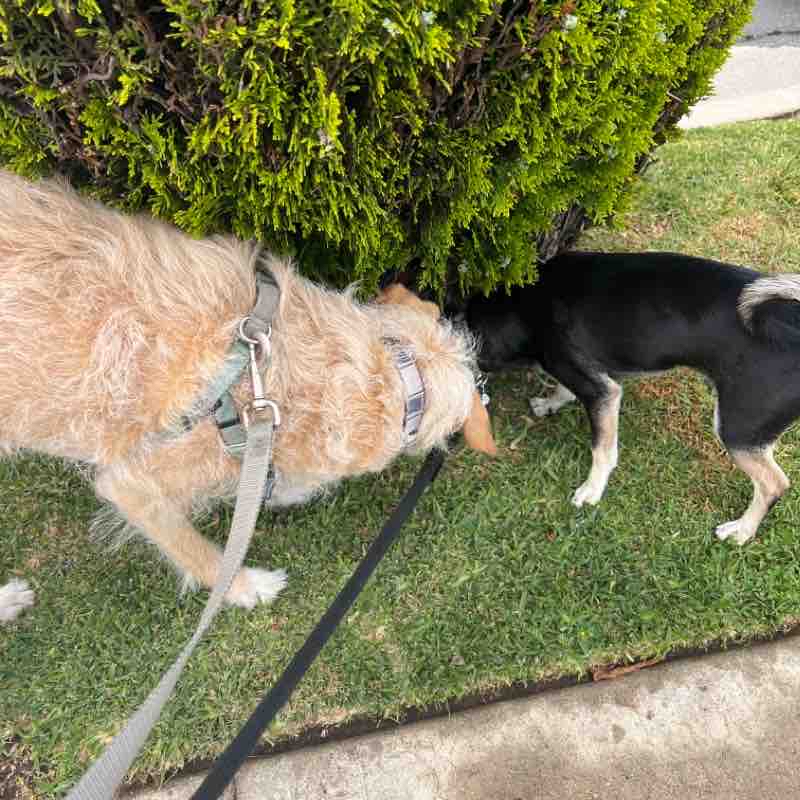 Rex and Jon Mon Jun 12