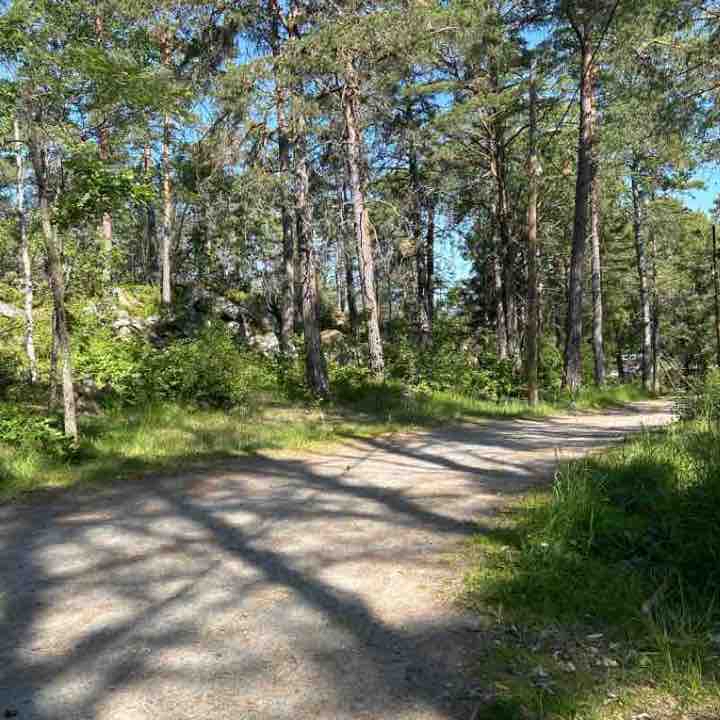 Forest run