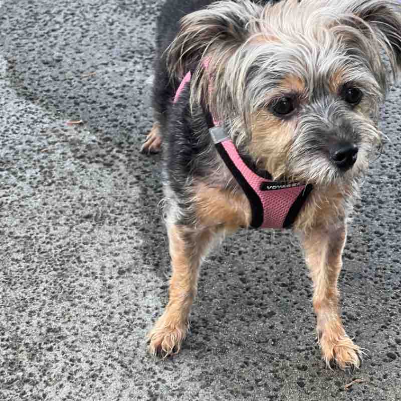 Harlem Tue AM Jul 18