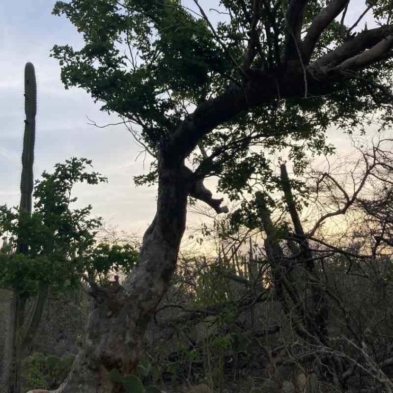 Rough Hiking Aruba National Park Arikok