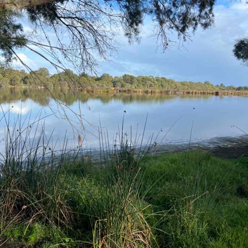 Lake Goollelal morning jog