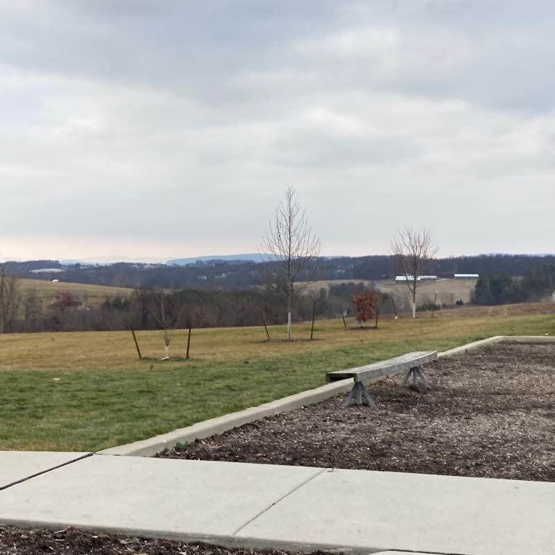 Short run around the dog park