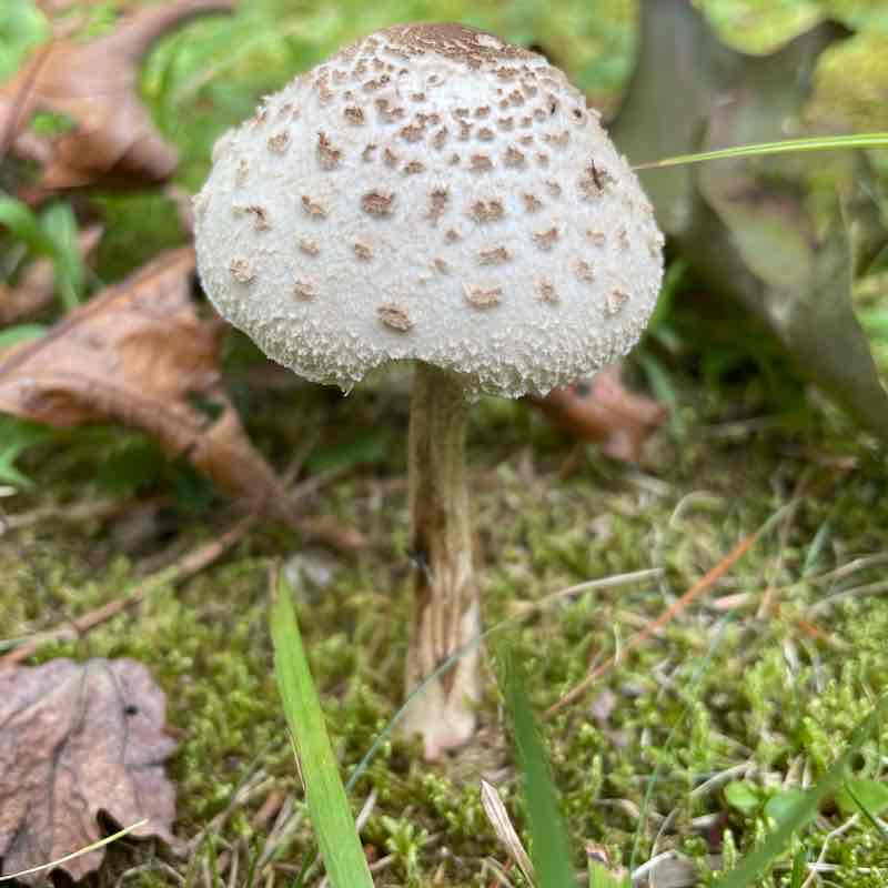 Breakheart Reservation inner and outer loop
