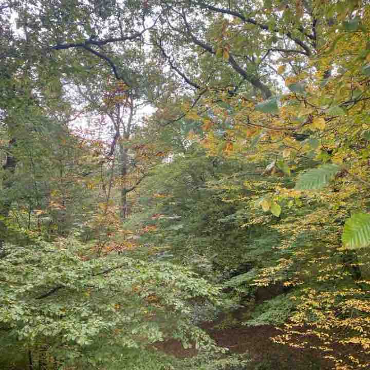 Forêt de Rambouillet