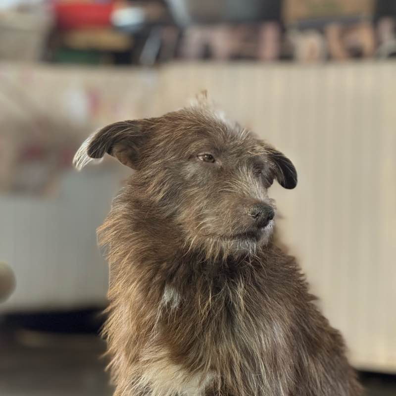 За лимонами