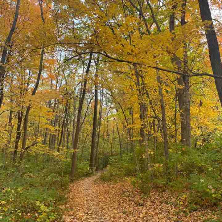 Lewis memorial park and trail