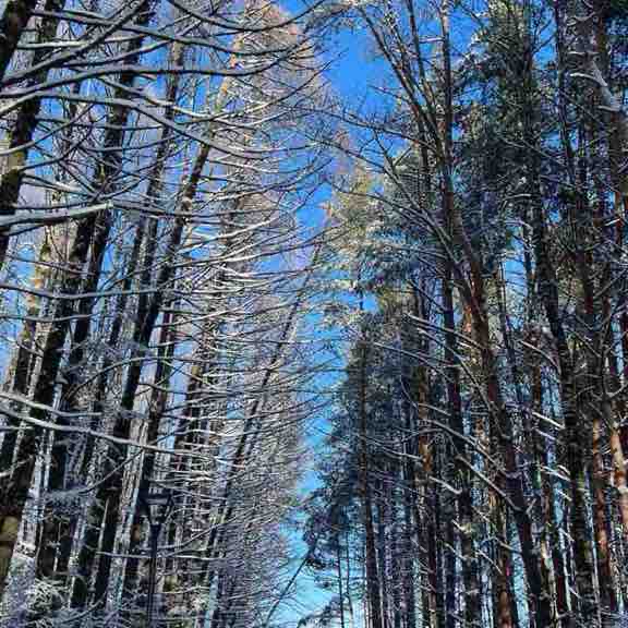 Беспятовская роща