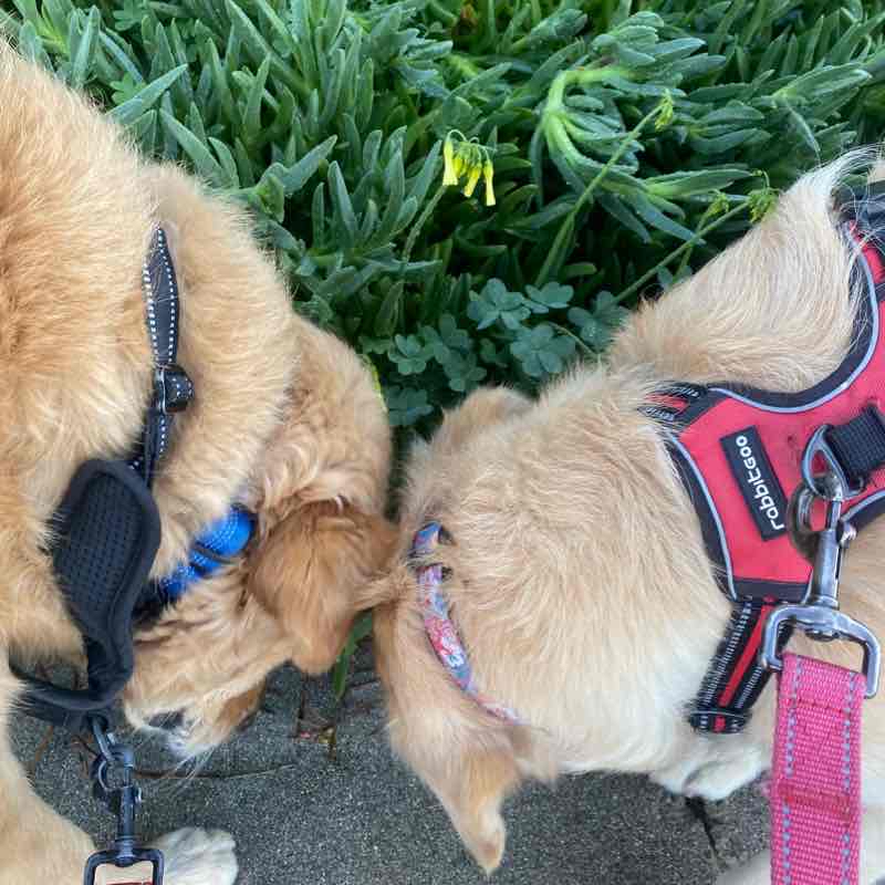 Nemo and Dory Fri Feb 9th AM